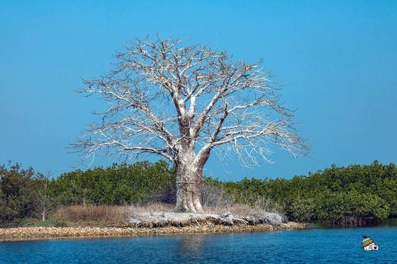 Baobab dénudé au bord de l’eau