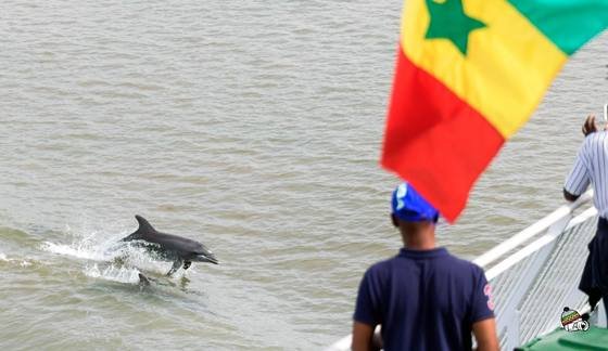 Dauphin près d’une embarcation, drapeau du Sénégal au premier plan
